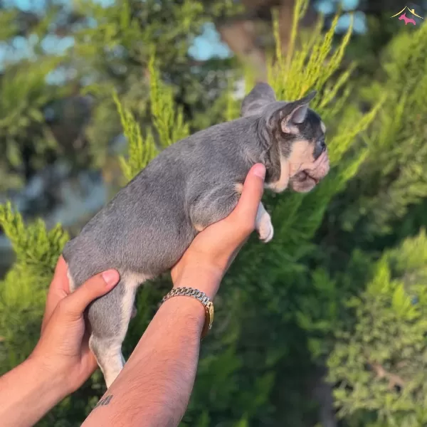 Lilac Tan French Bulldog Yavrularımız