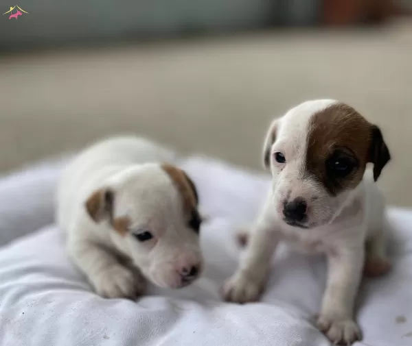 Kısa Bacak Jack Russell