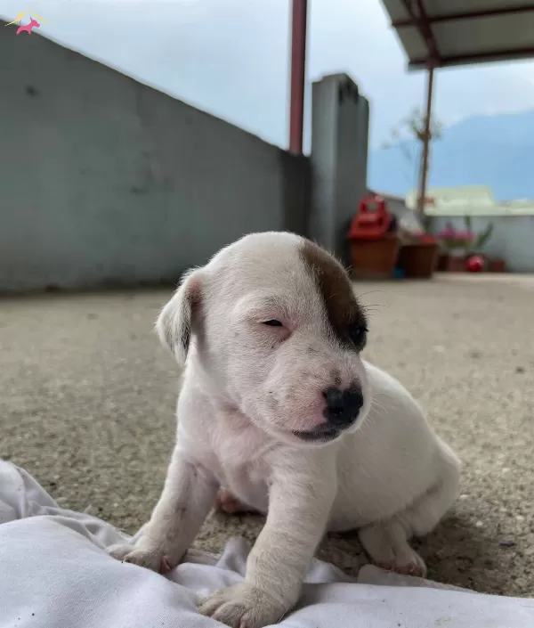 Kısa Bacak Jack Russell