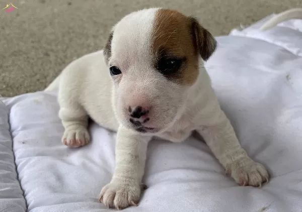 Kısa Bacak Jack Russell