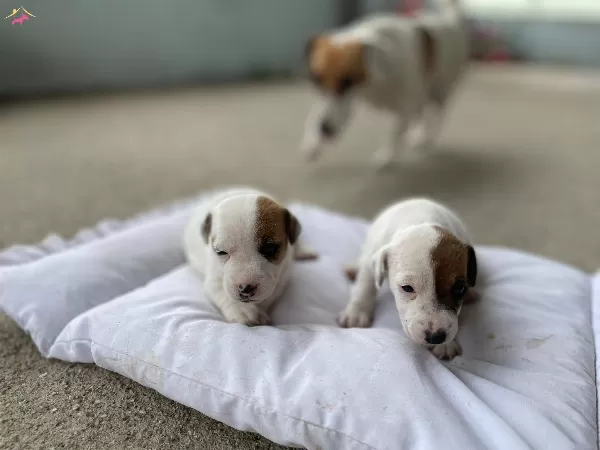 Kısa Bacak Jack Russell