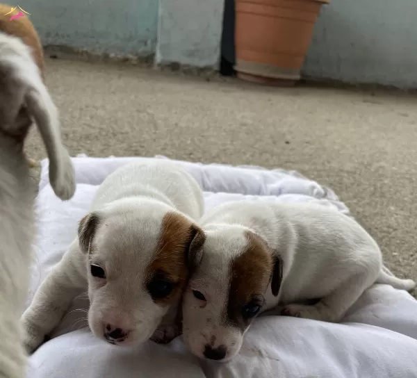 Kısa Bacak Jack Russell