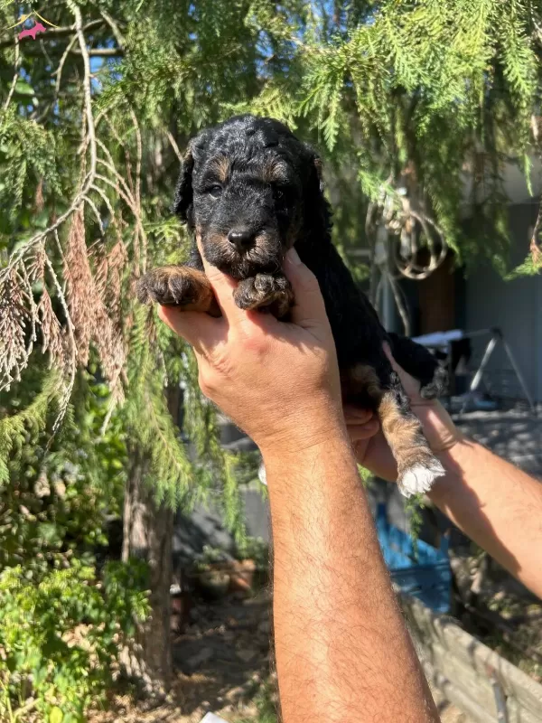 Turkiyede Tek Ozel Renk Black Tan Toy Poodle