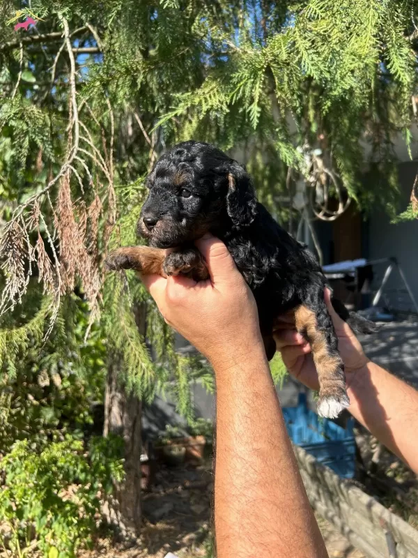 Turkiyede Tek Ozel Renk Black Tan Toy Poodle