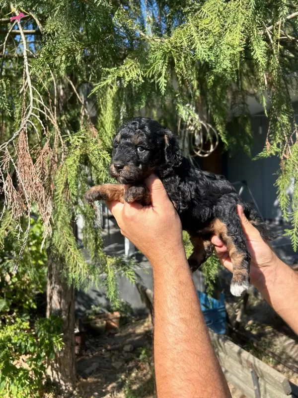 Turkiyede Tek Ozel Renk Black Tan Toy Poodle