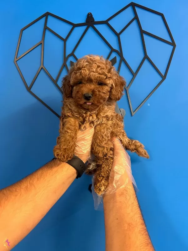 Yumusacik Tuylu Toy Poodle Bebekler