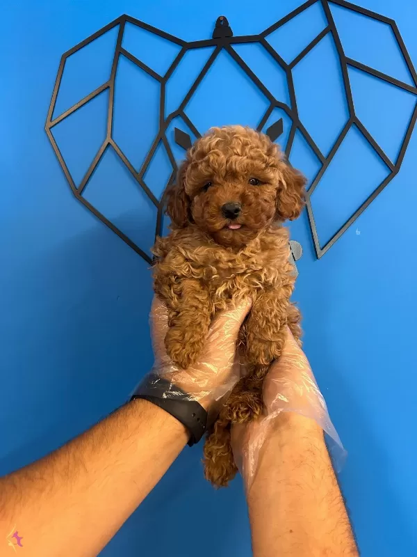 Yumusacik Tuylu Toy Poodle Bebekler