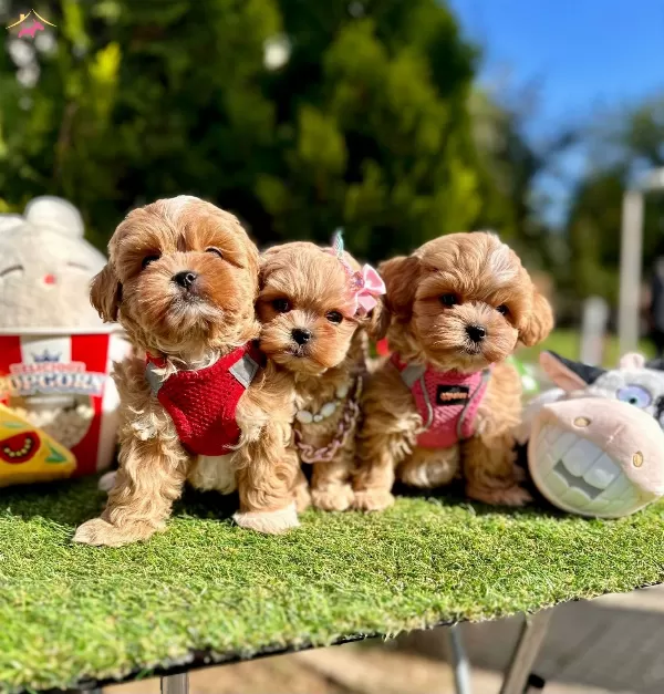 Dizayn Irk Buyumeyen Maltipoo Bebekler