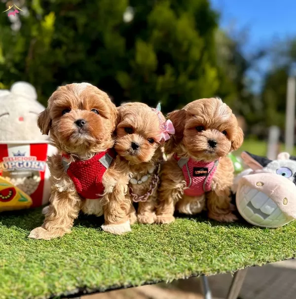 Dizayn Irk Buyumeyen Maltipoo Bebekler
