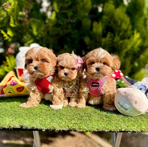 Dizayn Irk Buyumeyen Maltipoo Bebekler