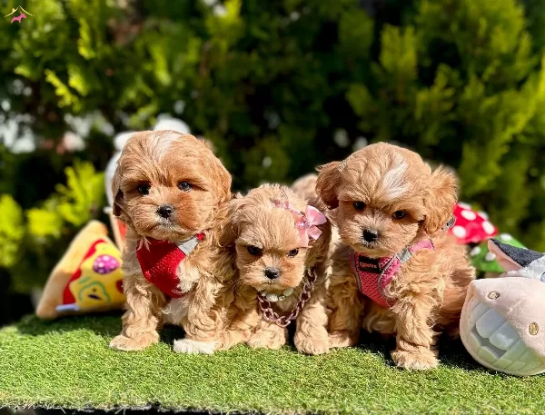 Dizayn Irk Buyumeyen Maltipoo Bebekler