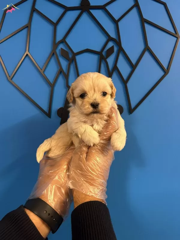 Tam Bir Sevgi Topu Sevimli Ve Oyuncu Maltipoo Bebekler