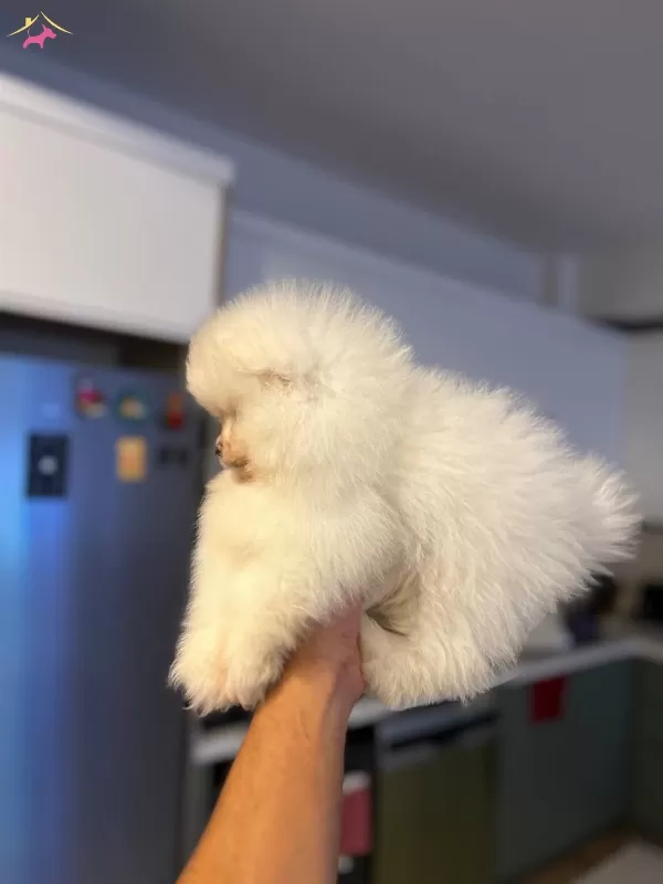 Ukrayna Cıkıslı Pomeranian Boo