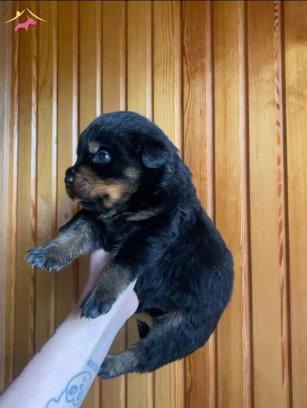 1 5 Aylık Rottweiler Yavruları