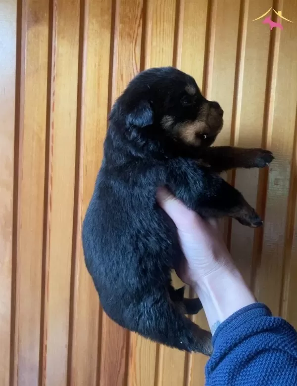 1 5 Aylık Rottweiler Yavruları