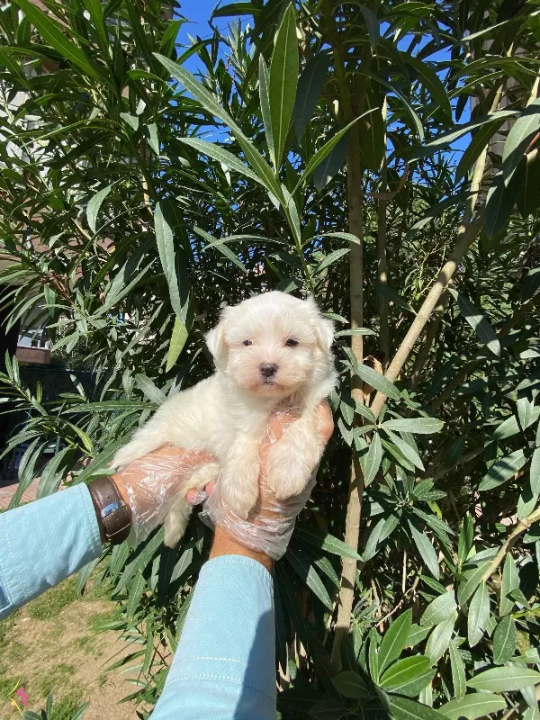 Pofuduk Bembeyaz Tyleryle Maltese Terrer Yavruları