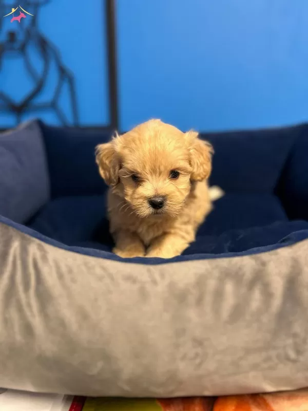 Irk Garantili Uretim Ciftliginden Maltipoo Bebekler