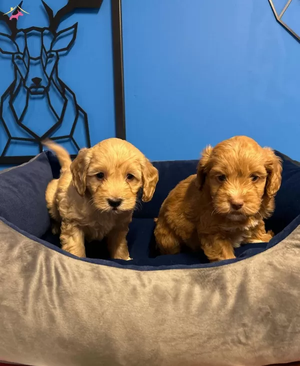 Irk Garantili Uretim Ciftliginden Maltipoo Bebekler