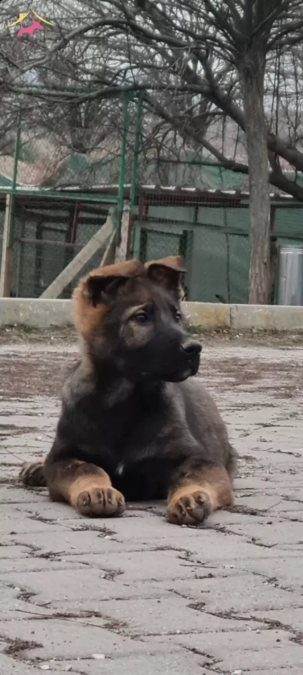 Super Alman Kurdu Yavrumuz