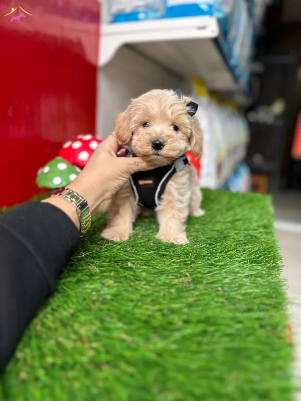 Maltipoo Ust Kalite Yavrular