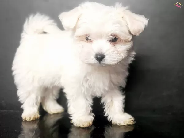 Teacup Maltese Bebekler