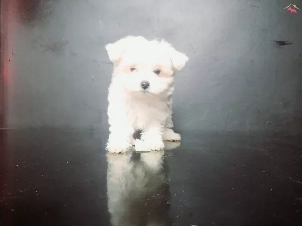 Teacup Maltese Bebekler
