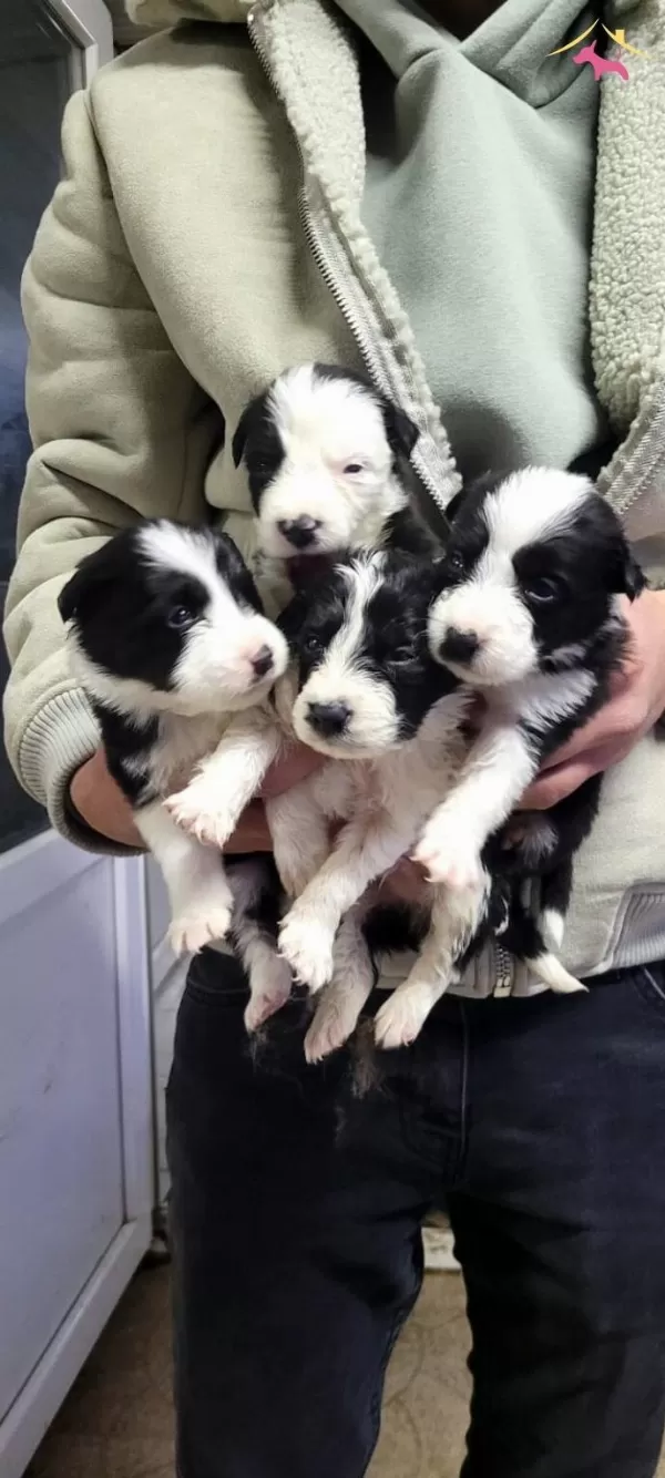 Border Collie Max Bebekler