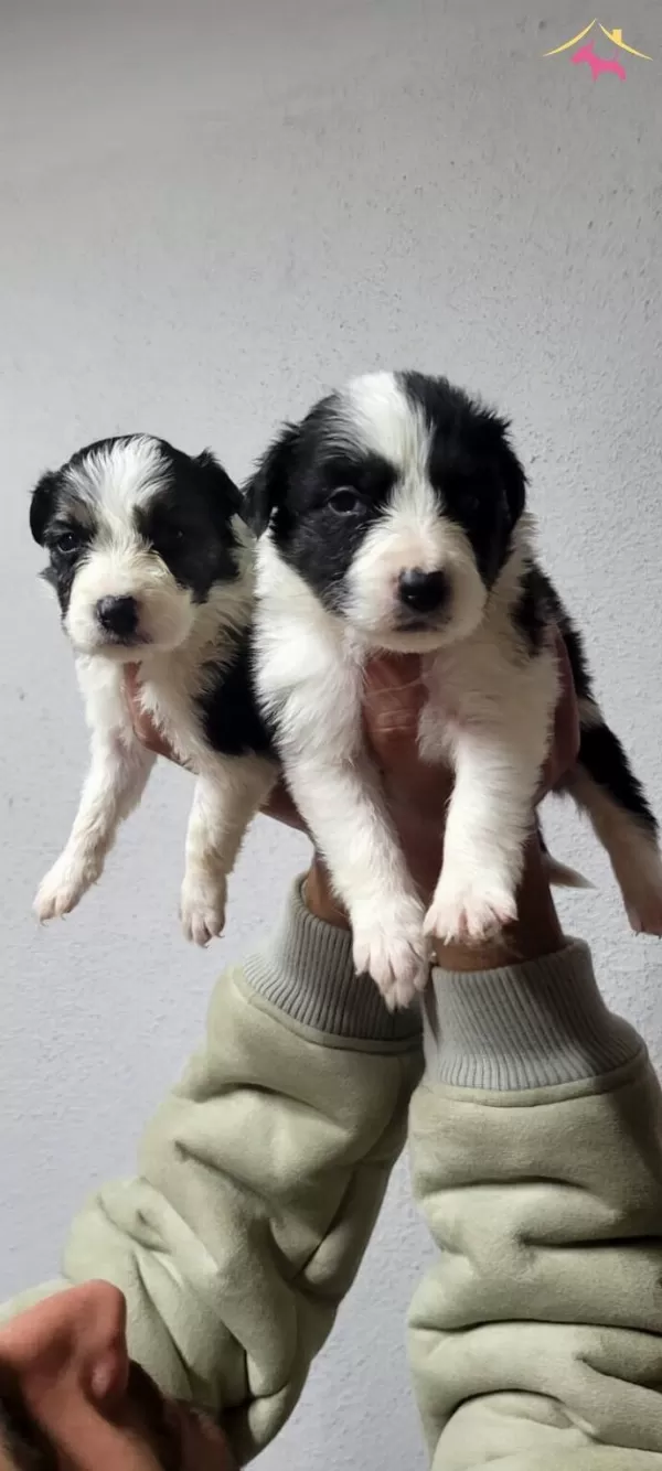 Border Collie Max Bebekler