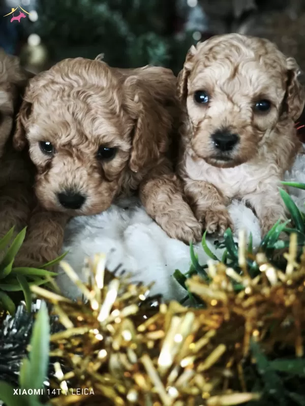 Full Eğitimli Poodle Bebekler