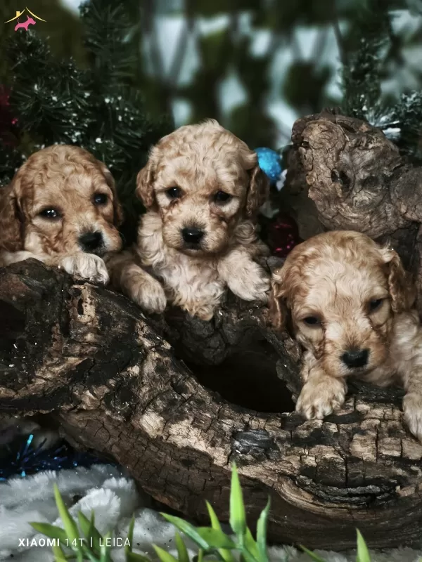 Full Eğitimli Poodle Bebekler