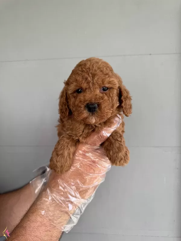Oyuncak Surat Toy Poodle Bebeklerimiz
