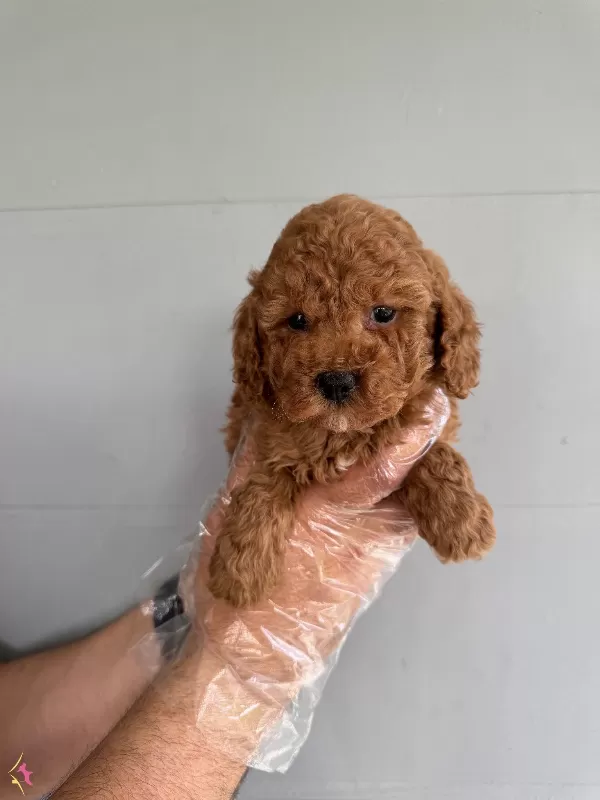 Oyuncak Surat Toy Poodle Bebeklerimiz