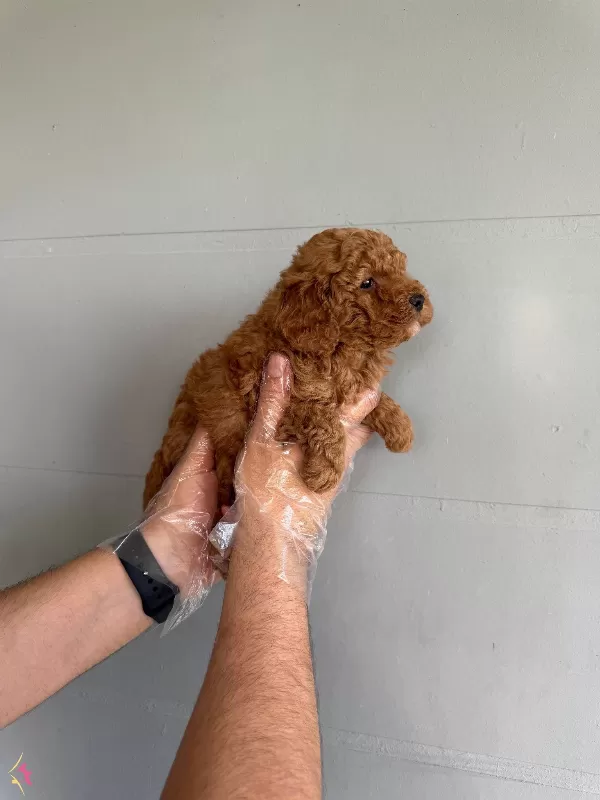 Oyuncak Surat Toy Poodle Bebeklerimiz