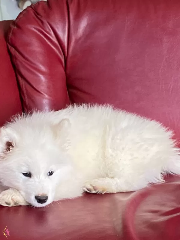 Irk Ve Sağlık Garantili Samoyed Bebekler