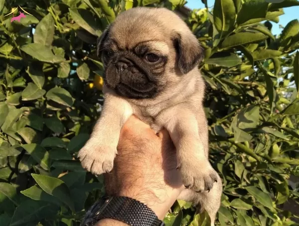 Pug Mops Irk Ve Saglik Garantili