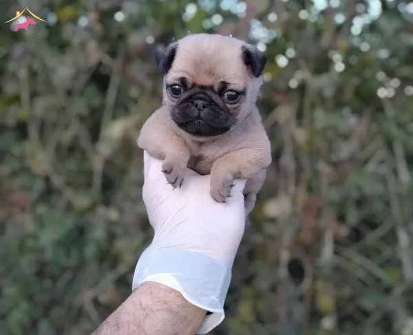 Pug Mops Irk Ve Saglik Garantili