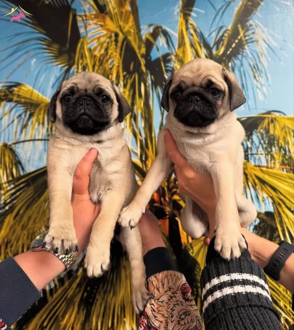 Pug Mops Irk Ve Saglik Garantili