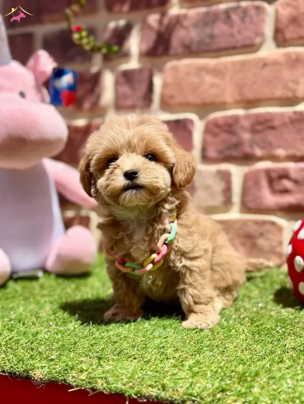Cok Tatlı Cok Oyuncu Yavru Maltipoo
