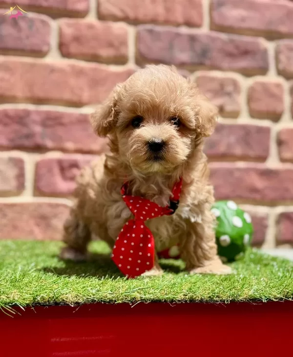 Oyuncu Ve Uysal Maltipoo Yavrular