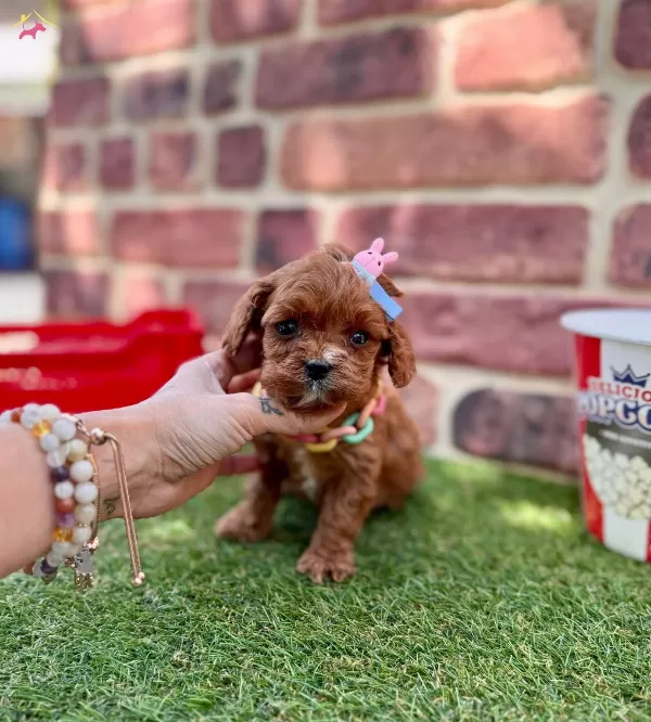 Kızıl Maltipoo Yavrular Evinize Neşe