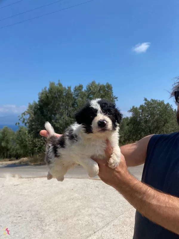 Koyu Merle Border Colie Bebeklerimiz