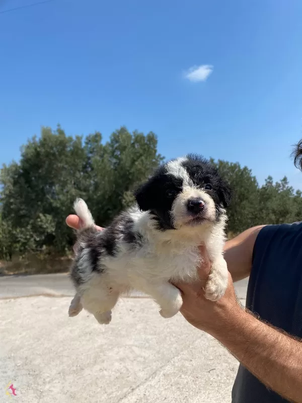 Koyu Merle Border Colie Bebeklerimiz