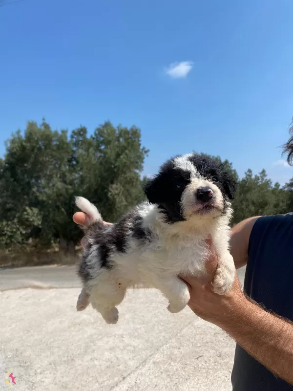Koyu Merle Border Colie Bebeklerimiz