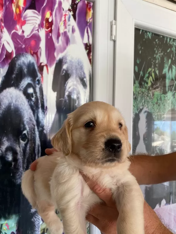 Baby Face Golden Retriever Bebekler