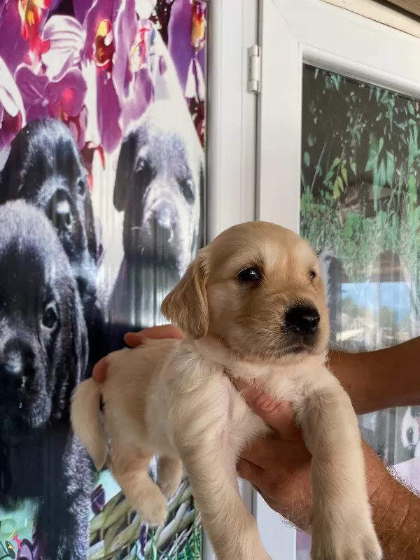Baby Face Golden Retriever Bebekler