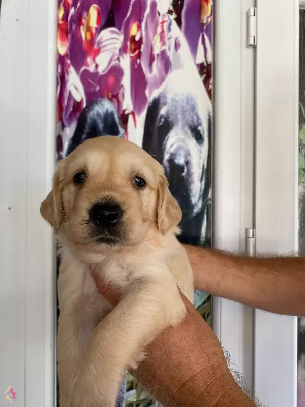 Baby Face Golden Retriever Bebekler