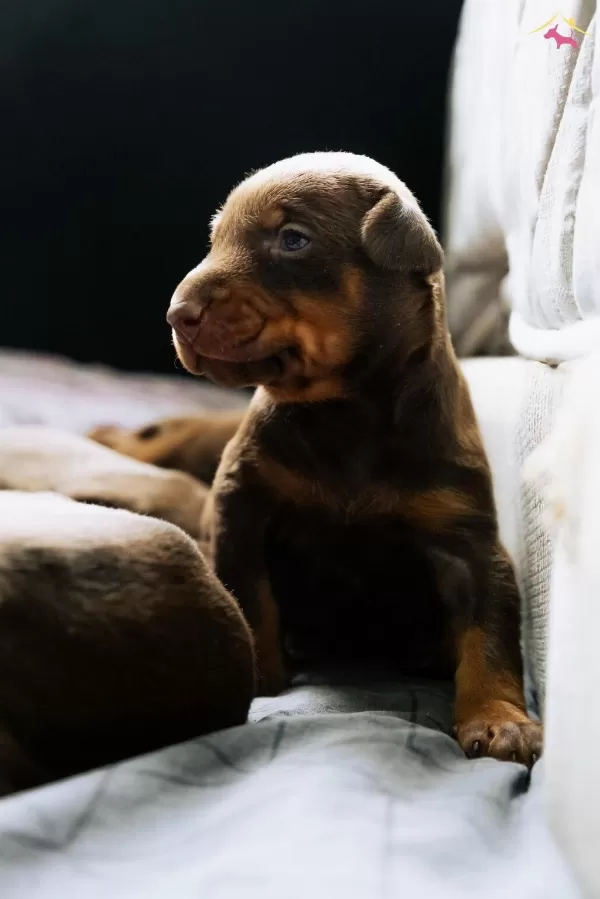 King Doberman Bebeklerimiz