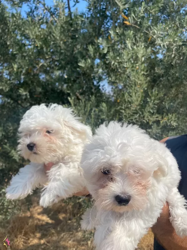 Maltese Numara Bebekler