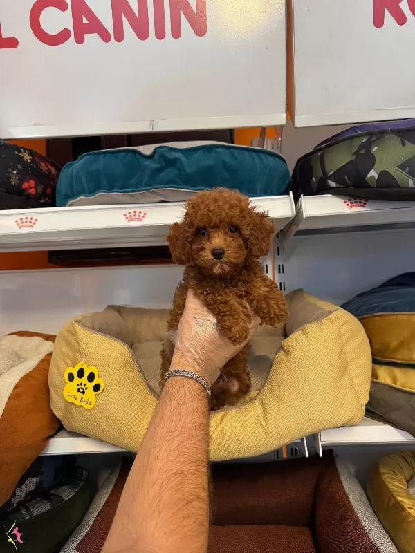 Gerçek Red Browne Toy Poodle Yavruları
