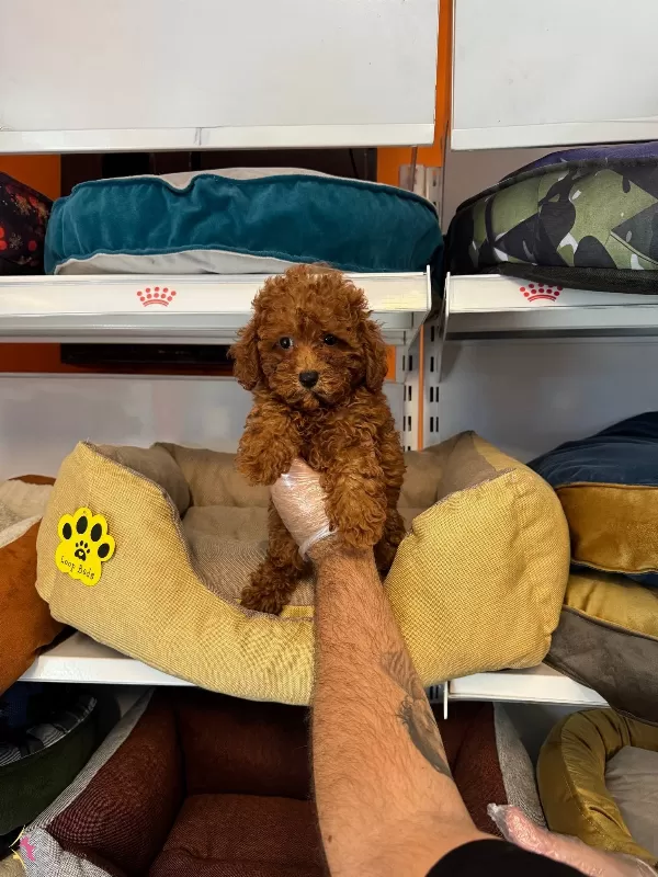 Gerçek Red Browne Toy Poodle Yavruları